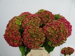 Hydrangea Royal Anastasia Classic 65cm 16-18cm Hd