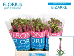 Veronica Smart Bizarre 60cm