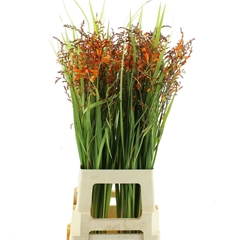 Crocosmia Red King 75cm