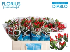 Hypericum Coco Diablo 50cm