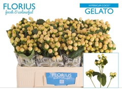 Hypericum Coco Gelato 50cm