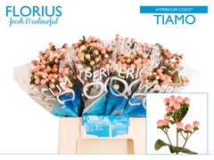 Hypericum Coco Tiamo 40cm