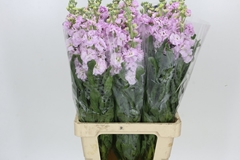 Matthiola Iron Cherry Blossom 70cm