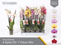 Phalaenopsis Mix 7 Colours 12Ø 60cm 4st