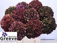 Hydrangea Ruby Glow Classic 80cm 18-20cm Hd