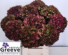 Hydrangea Ruby Glow Classic 60cm 17-19cm Hd