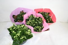 Kalanchoe Double Mix 23Ø 27cm