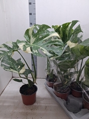 Monstera Deliciosa Variegata 17Ø 50cm