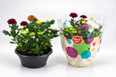 Chrysanth Flowerpops Abbey Mix In Pot 23Ø 25cm