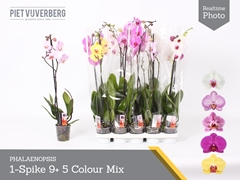 Phalaenopsis Mix 5 Colours 12Ø 70cm 1st