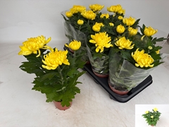Chrysanth Cosmo Yellow 12Ø 30cm