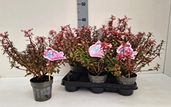 Abelia Grandiflora 11Ø 30cm