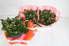 Kalanchoe Double Mix 23Ø 25cm