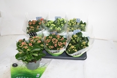 Kalanchoe Double Mix 15Ø 26cm