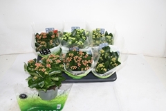 Kalanchoe Double Mix 15Ø 26cm