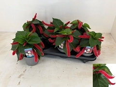 Acalypha Hispida 13Ø 20cm