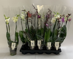 Phalaenopsis Mix 12Ø 60cm 3st