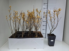 Ilex Verticillata 15Ø 60cm