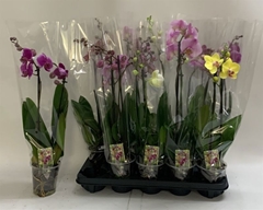 Phalaenopsis Mix 12Ø 60cm 2st
