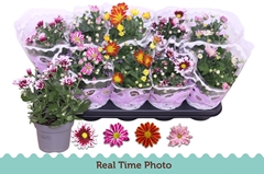Chrysanth Mix Flower 12Ø 25cm