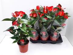 Anthurium Dynamite Red 17Ø 60cm