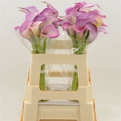 Zantedeschia Denver 50cm Twisted
