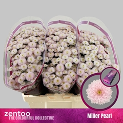 Chrysanth Santini Miller Pearl 55cm 52gr.