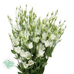Eustoma Single Botanic White 70cm