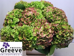 Hydrangea Verena Classic 60cm 24-26cm Hd