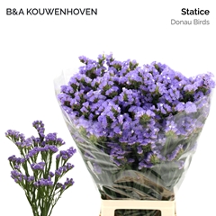 Limonium Sinuatum Donau Birds 75cm 30gr.