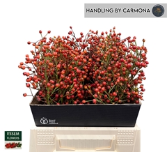 Rosa Plenty 40cm