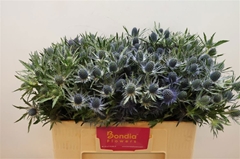 Eryngium Planum Magical Blue Lagoon 50cm