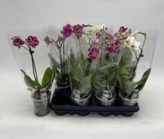Phalaenopsis Mix 9Ø 35cm 1st