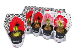 Hippeastrum Mix 14Ø 20cm