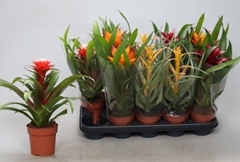 Bromelia Mix 12Ø 30cm