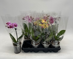 Phalaenopsis Mix 9Ø 28cm 1st