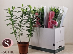 Lily Double Roselily Zeta 19Ø 55cm
