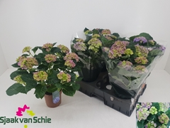 Hydrangea Hi Canal 14Ø 38cm 7bl