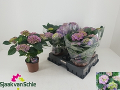 Hydrangea Hi Canal 14Ø 38cm 5bl