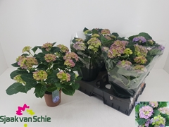 Hydrangea Hi Canal 14Ø 38cm 7bl