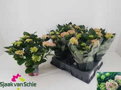 Hydrangea Hi Halo 14Ø 38cm 9bl