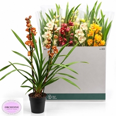 Cymbidium Mixed 14Ø 85cm 2st