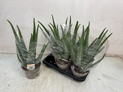 Aloe Vera 14Ø 40cm