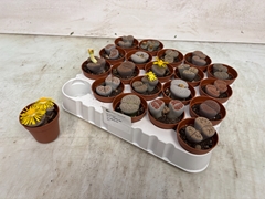 Lithops 5Ø 8cm