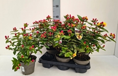 Hypericum Inodorum 13Ø 45cm