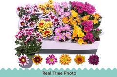 Chrysanth Mix 6 Mix 12Ø 27cm