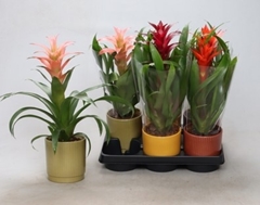 Guzmania Mix 12Ø 45cm