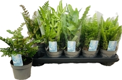 Ferns Mix 12Ø 25cm