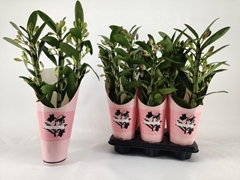 Dendrobium Kumiko 12Ø 50cm 3st