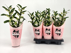 Dendrobium Kumiko 12Ø 55cm 2st